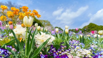 kenali-chaos-gardening,-cara-berkebun-berantakan-yang-justru-bikin-taman-estetik