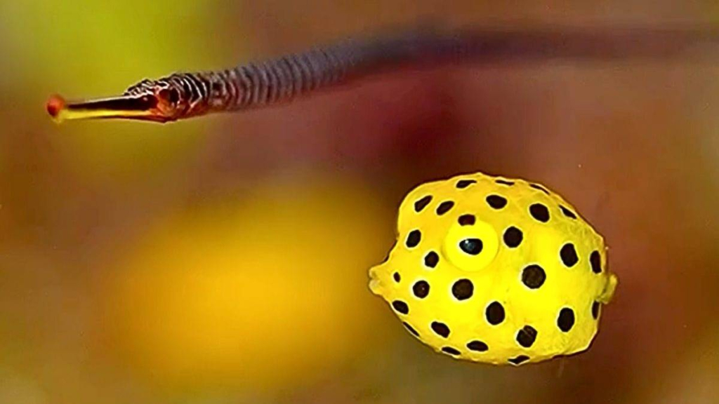 ikan-kotak-kuning-bentuknya-imut-mirip-mainan,-tapi-ditakuti-penghuni-lautan