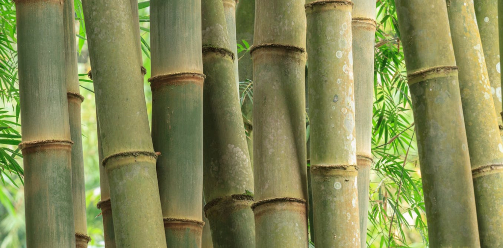 menelusuri-jejak-leluhur-masyarakat-suku-ngada-di-flores-lewat-bambu