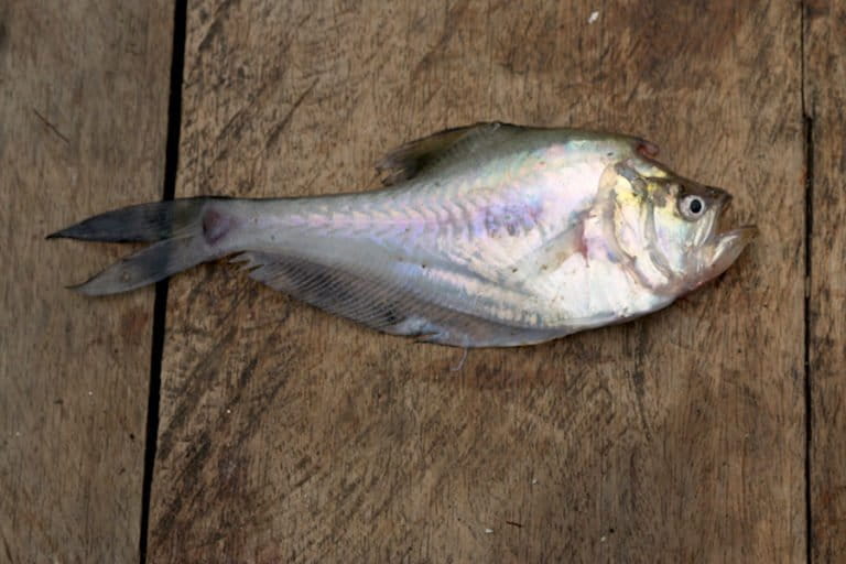 ikan-kaca:-ikan-aneh-dari-papua-yang-jantan-mengerami-telur-di-kepalanya