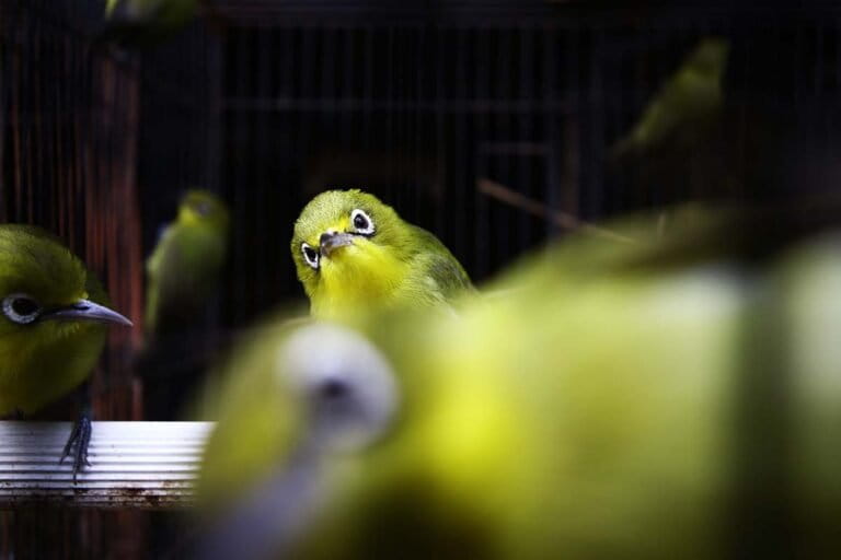 kicau-burung-pleci-yang-perlahan-lenyap-di-hutan-muria