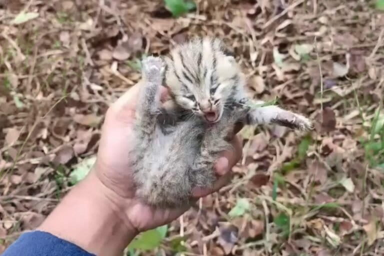 sempat-pelihara,-warga-pacitan-kembalikan-dua-anakan-kucing-kuwuk-ke-hutan