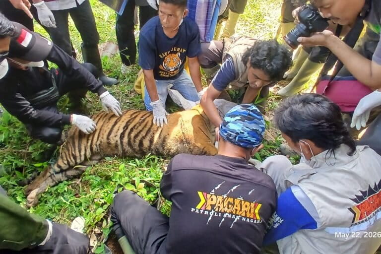 harimau-makin-terdesak-ketika-hutan-sumatera-barat-terus-hilang