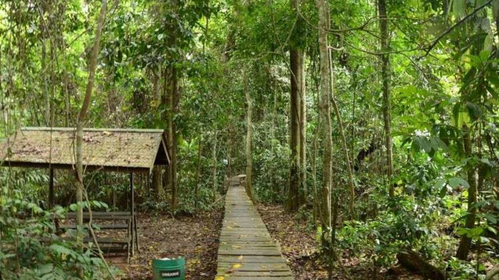324-spesies-fauna-bertahan-di-taman-nasional-kutai,-bukti-hutan-penting-bagi-kehidupan