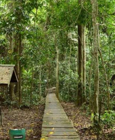 324-spesies-fauna-bertahan-di-taman-nasional-kutai,-bukti-hutan-penting-bagi-kehidupan