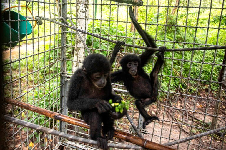 menguak-perburuan-sadis-siamang-di-sumatera-[1]