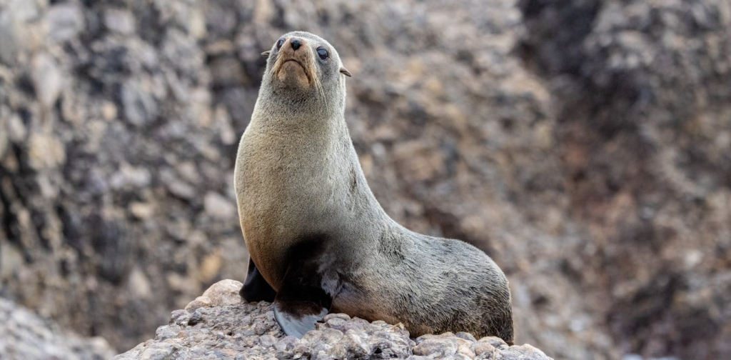 seal-pups-and-seabird-chicks-are-suffering-in-extreme-weather.-how-can-we-protect-them?