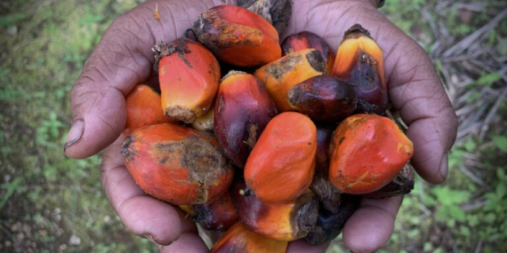 negara-sawit-terbesar-di-dunia-impor-benih-dari-afrika,-dan-petani-kecil-yang-paling-dirugikan