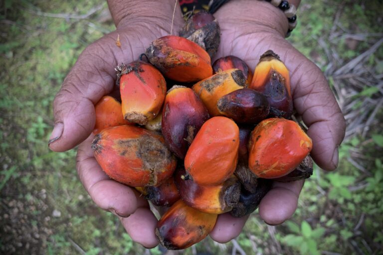 negara-sawit-terbesar-di-dunia-impor-benih-dari-afrika,-dan-petani-kecil-yang-paling-dirugikan