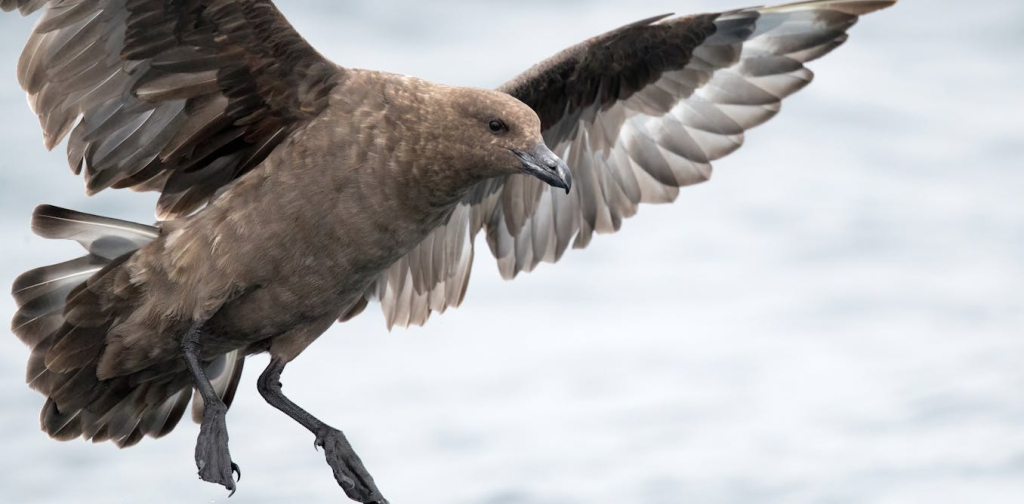 the-first-case-of-h5n1-bird-flu-in-australia-has-been-confirmed.-what-does-this-mean?