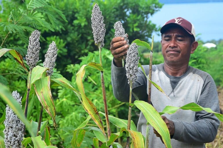 flores-perlu-kembangkan-sorgum-sebagai-bahan-pangan