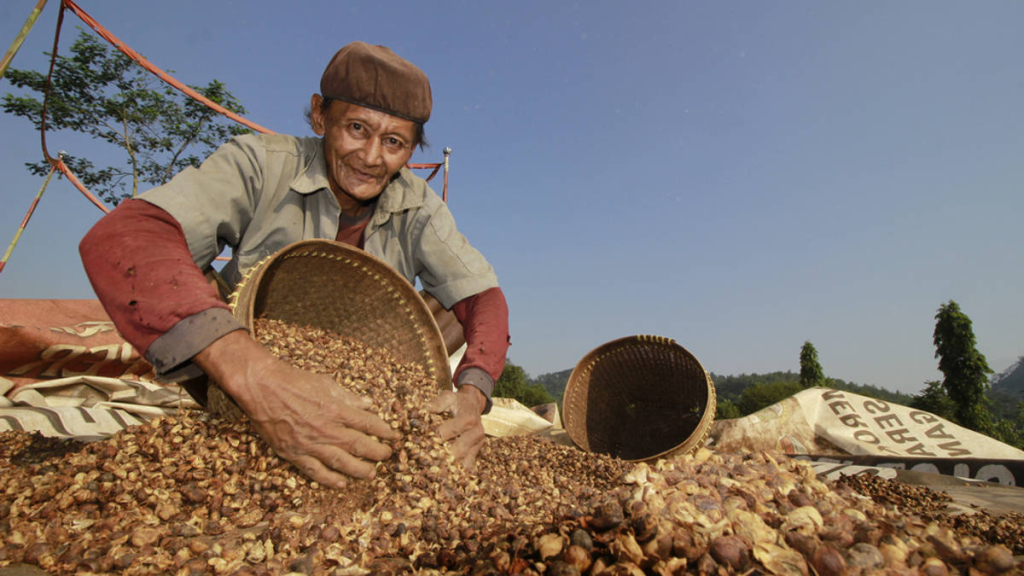 petani-padang-pariaman-akali-cuaca-ekstrem-lewat-pola-tanam-berlapis,-bagaimana-caranya?