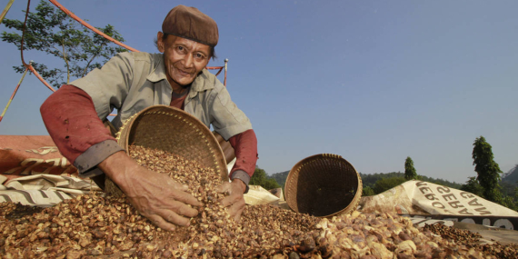 Petani Padang Pariaman Akali Cuaca Ekstrem Lewat Pola Tanam Berlapis, Bagaimana Caranya?