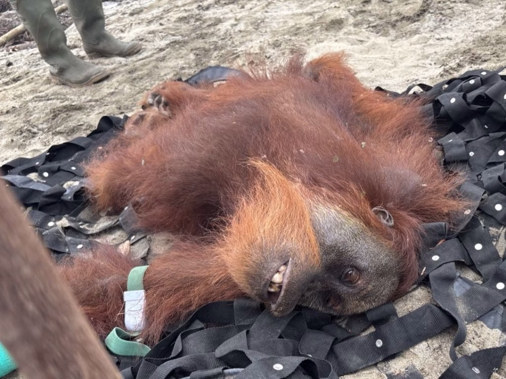 orangutan-kurus-di-hgu-pt-sps-jadi-alarm-krisis-habitat-rawa-tripa