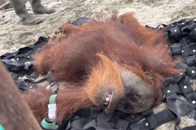 orangutan-kurus-di-hgu-pt-sps-jadi-alarm-krisis-habitat-rawa-tripa