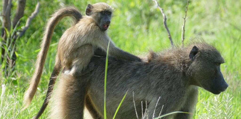 female-baboons-keep-family-bonds-strong:-research-reveals-the-benefits