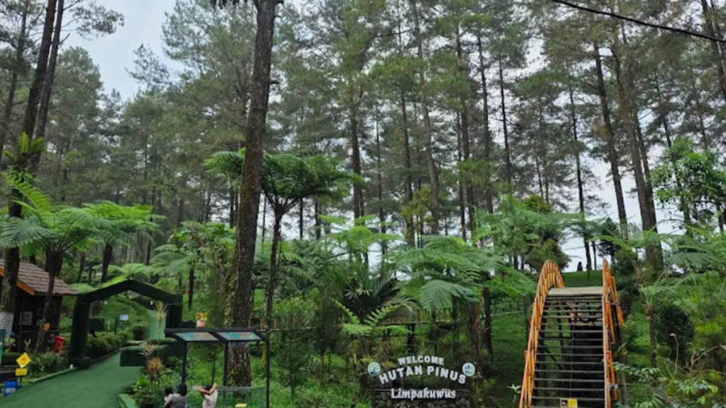hutan-pinus-limpakuwus,-simfoni-kabut-pagi-dan-desir-angin-di-kaki-gunung-slamet