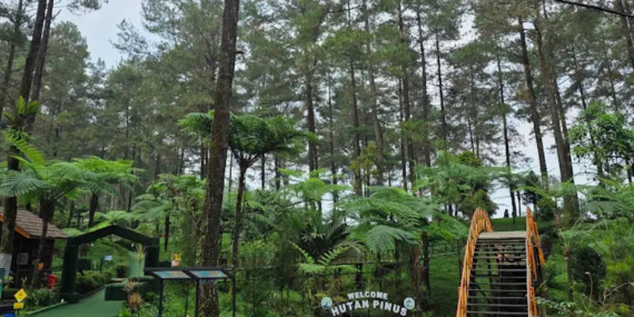 hutan-pinus-limpakuwus,-simfoni-kabut-pagi-dan-desir-angin-di-kaki-gunung-slamet