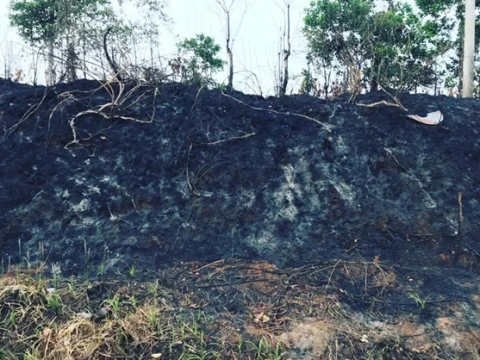 transisi-energi-berisiko-picu-deforestasi-dan-konflik-lahan