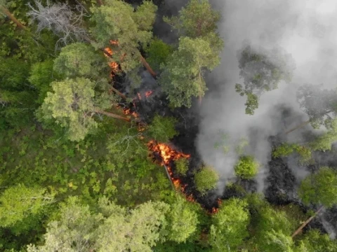 tanpa-viskose-dalam-aturan-eudr,-deforestasi-indonesia-terus-mengalir-ke-eropa