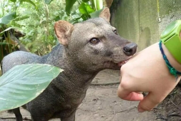 25-tahun-memburu-anjing-hantu-amazon,-ilmuwan-temukan-populasinya-jauh-lebih-besar-dari-perkiraan