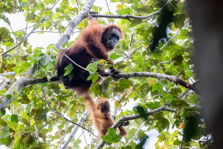 populasi-orangutan-tapanuli-berkurang-tujuh-persen-akibat-bencana-sumatera