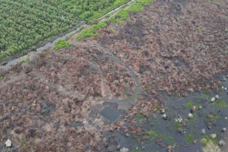 menelusuri-karhutla-riau-di-hutan-alam-dan-gambut-perusahaan
