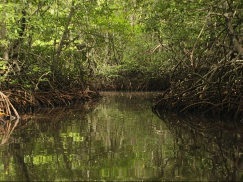 mentan-bilang-rawa-lahan-tidak-produktif,-greenpeace:-hanya-melihat-dari-ekonomi-dan-eksploitatif