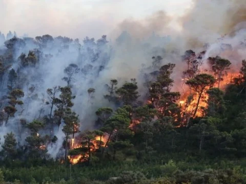 masuki-kemarau,-lpbi-pbnu-imbau-masyarakat-waspada-kebakaran-hutan-dan-kekeringan