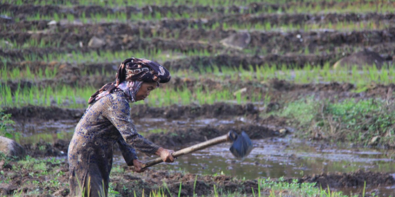 Kisah Masyarakat Bujang Raba Hasilkan Rp3,5 Miliar dari Menjaga Hutan