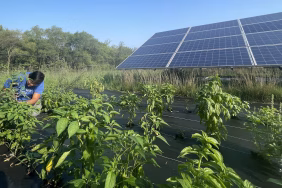 agrivoltaics-memanen-matahari,-merawat-bumi