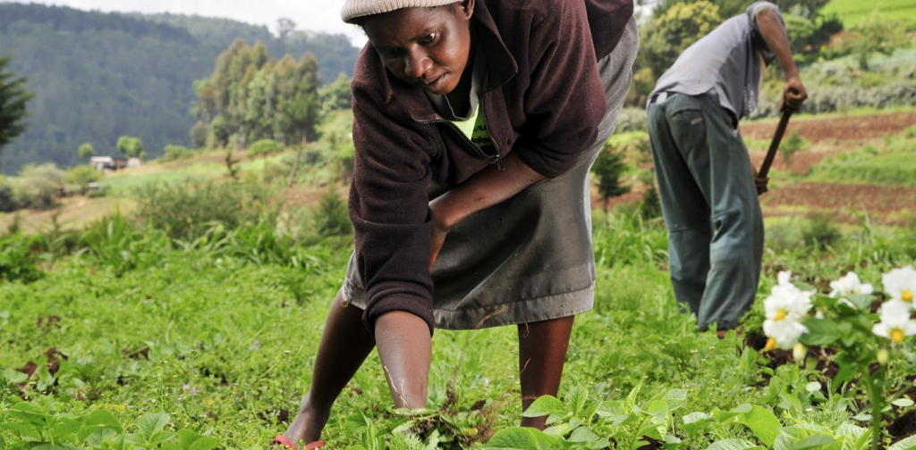 kenyans-living-in-towns-are-farmers-too:-what-this-means-for-rural-landscapes