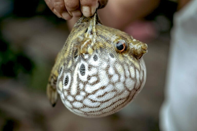 ikan-buntal-di-belitung-ini-membuka-jejak-sungai-purba-yang-hilang-sejak-zaman-es