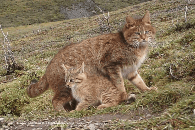 mengapa-kucing-tidak-pernah-menabrak-dinding-di-kegelapan?-jawabannya-ada-di-kumisnya
