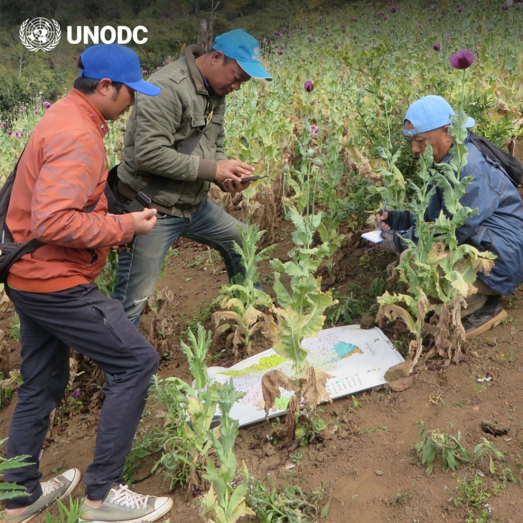 laporan-narkoba-dunia-unodc-tahun-2026