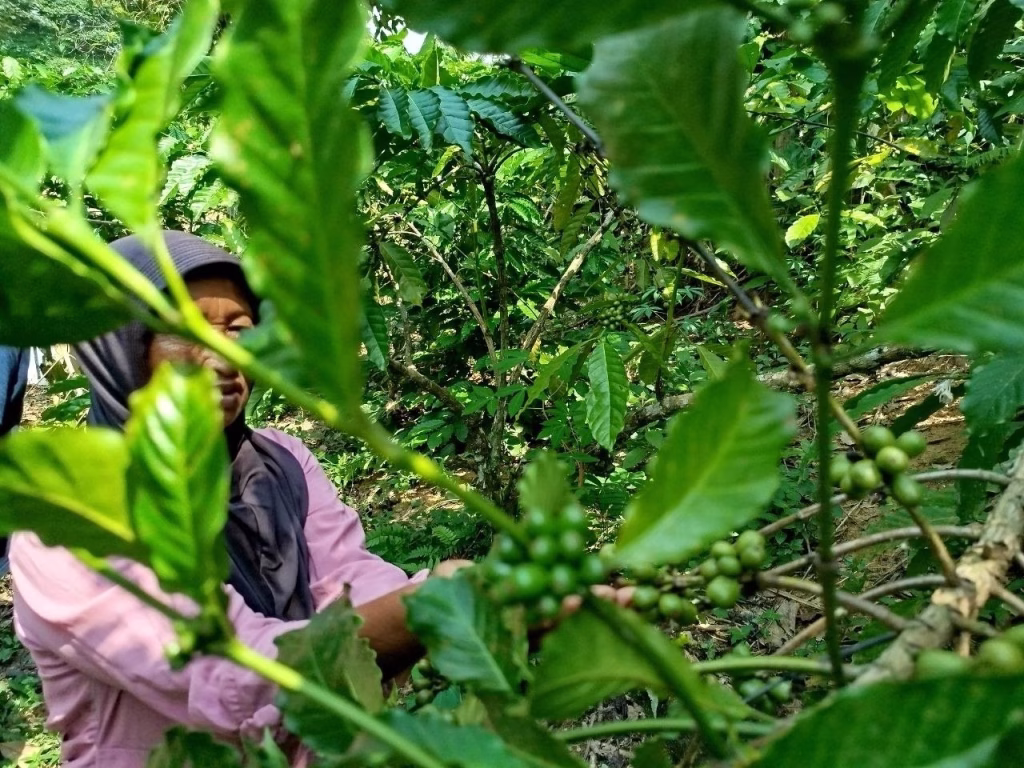 gajah-datang-kopi-tetap-aman