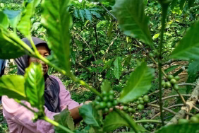 gajah-datang-kopi-tetap-aman