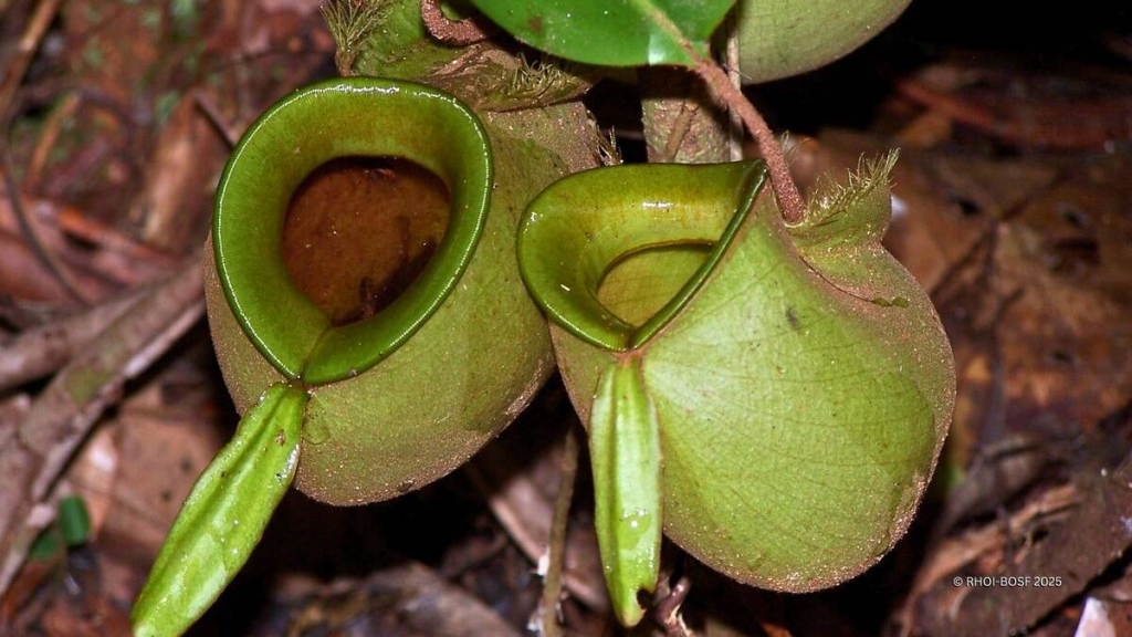 38-tahun-masuk-hutan,-peneliti-brin-ini-tambah-tiga-spesies-kantong-semar-baru-untuk-indonesia
