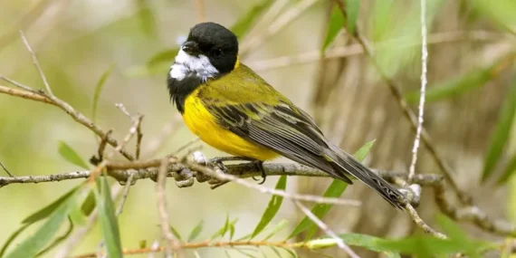 dua-spesies-burung-beracun-baru-ditemukan,-dagingnya-terasa-membakar-seperti-cabai