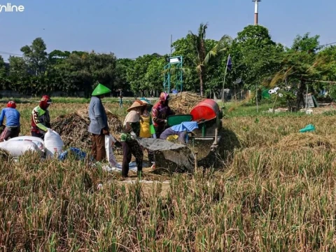 petani-keluhkan-irigasi-minim-dan-harga-hortikultura-tak-menentu-saat-kemarau