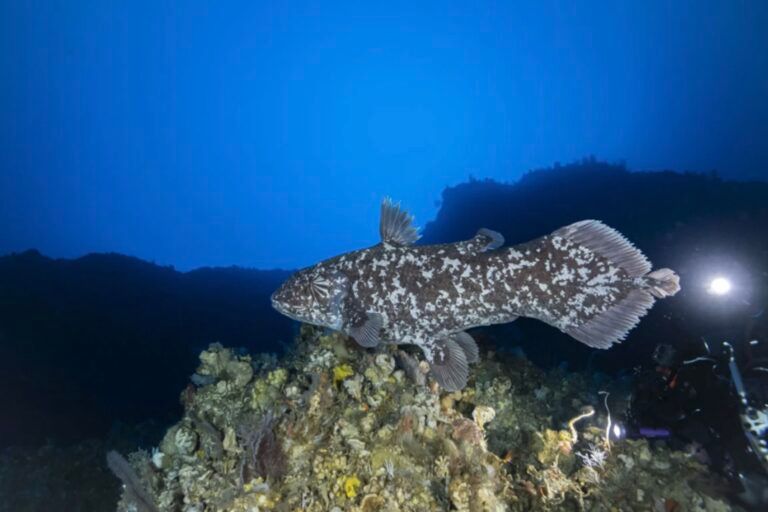 ikan-purba-coelacanth-dan-masa-depan-laut-indonesia