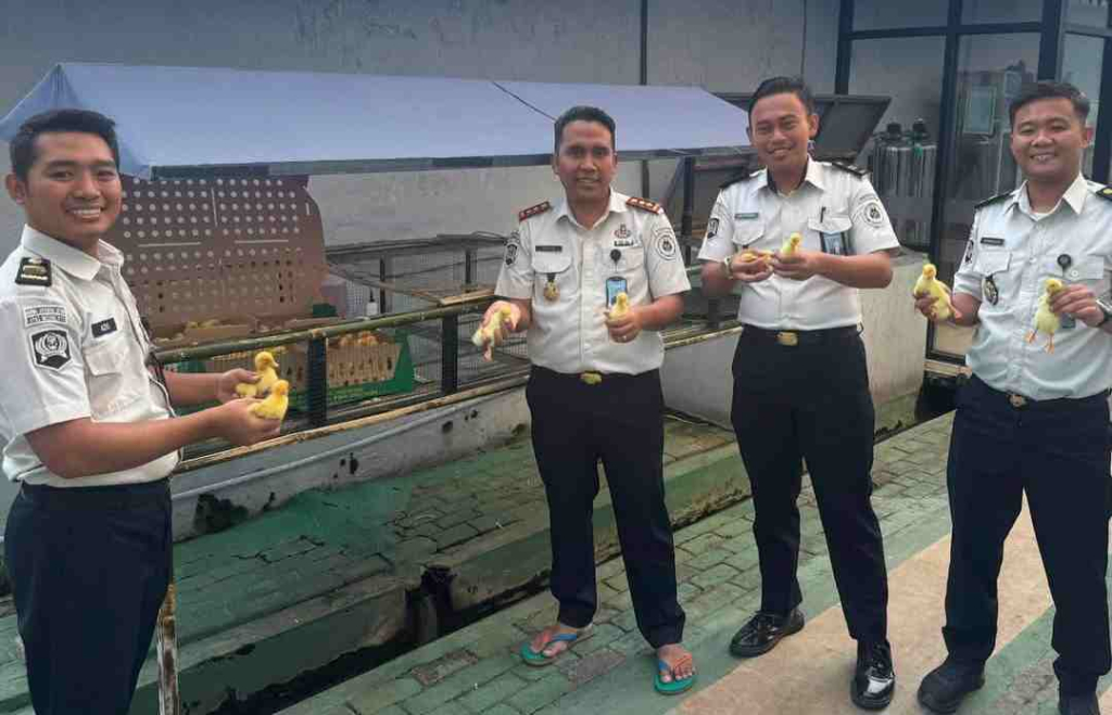 dukung-program-ketahanan-pangan,-lapas-mojokerto-kembangkan-peternakan-itik