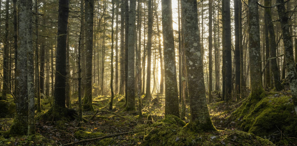 moving-forests-to-save-them:-here-are-the-risks-and-rewards-of-assisted-tree-migration