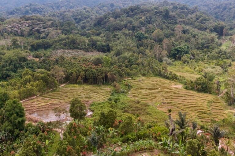 menyoal-proyek-karbon-di-jambi
