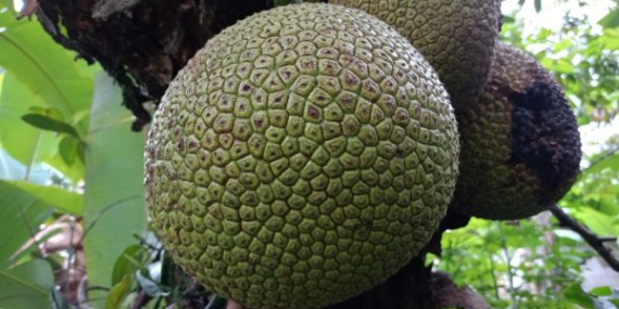 Sukun Berpotensi Jadi Superfood Lokal dan Pangan Masa Depan Indonesia