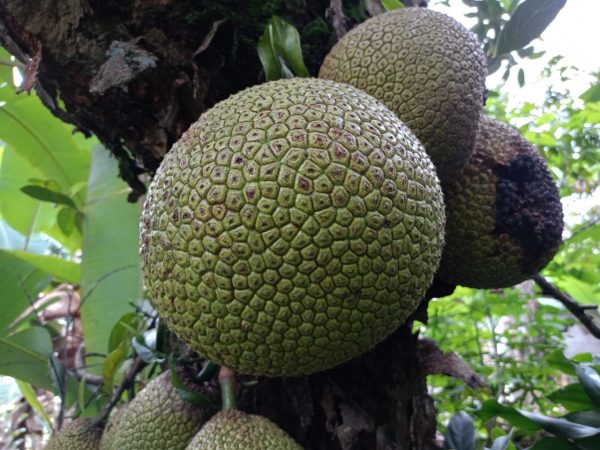 sukun-berpotensi-jadi-superfood-lokal-dan-pangan-masa-depan-indonesia