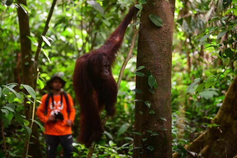 kembali-ke-habitat,-orangutan-kalimantan-hidup-bebas-di-hutan-mesangat