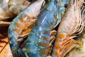 krisis-oksigen-di-perairan-kalimantan-di-balik-viralnya-udang-naik-ke-daratan