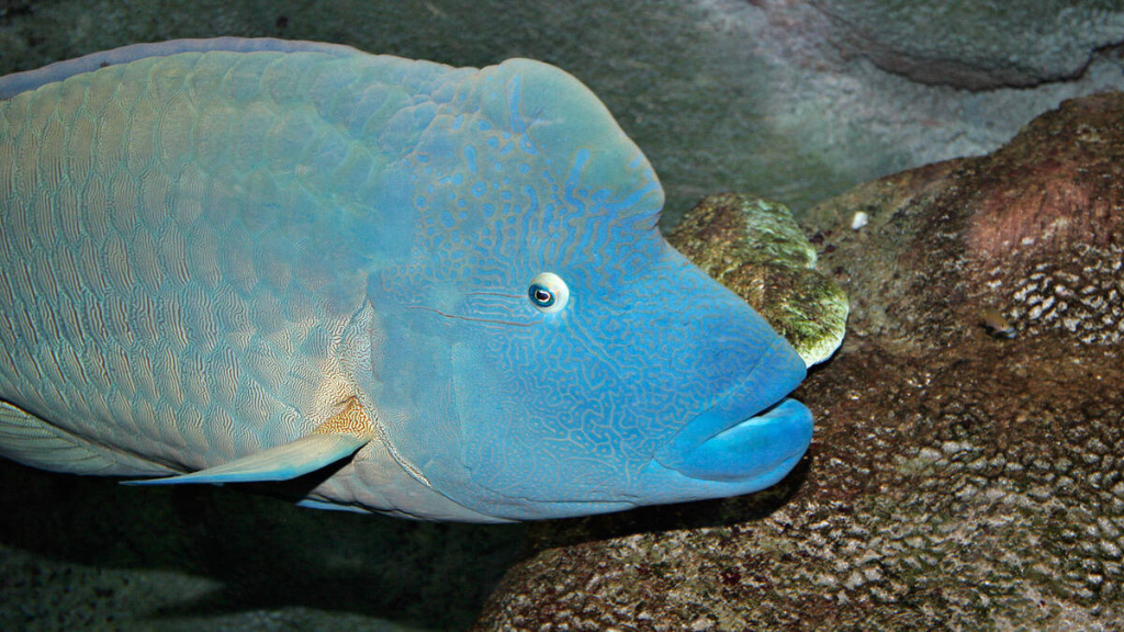 nasib-baik-1.300-ikan-napoleon:-lolos-dari-penyelundupan,-kembali-ke-rumahnya-di-laut-sulawesi