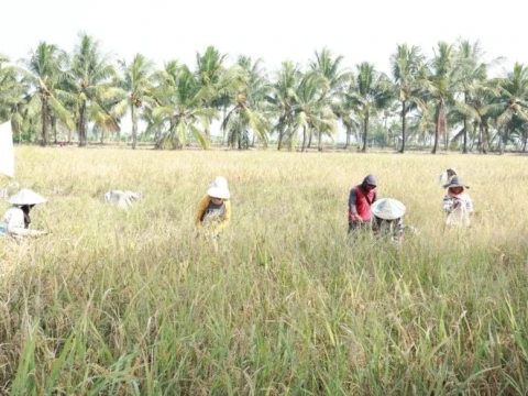 kemarau-panjang-ancam-pertanian,-hama-baru-bermunculan-dan-risiko-gagal-panen-kian-nyata